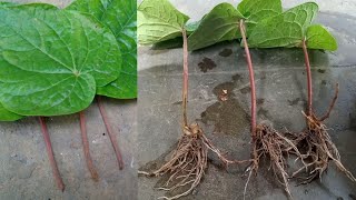 how to grow betel leaf plant from Leaf [upl. by Anillek]