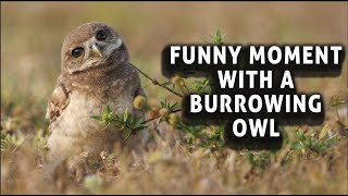 Funny Cute Moment with a Burrowing Owl Baby [upl. by Elonore397]