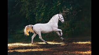 Horse Neighing Sound HD  Royalty Free Nature Sounds [upl. by Lytton]