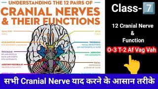 Cranial Nerve online classes Orignat amp function of all cranial nerve in body supply [upl. by Attenyw]