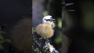 Hear the RedBreasted Nuthatch Calls [upl. by Lyndsie]