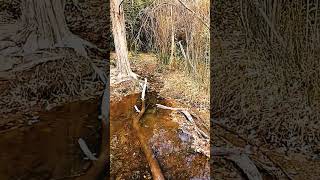 Placitas New Mexico youtubeshorts samsunggalaxyediting [upl. by Daphie364]