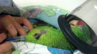 Placing microchip in an Amazon parrot [upl. by Nilloc]