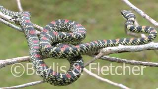 Ornate Flying snake Sri Lanka 20110207102947mp4 [upl. by Vedette]