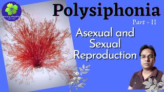 Polysiphonia Asexual and Sexual Reproduction  BSc 1st year  MSc 1st [upl. by Sayed]