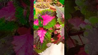 Coleus Plant Care coleus gardening [upl. by Iand]