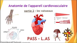 Anatomie de lappareil cardiovasculaire  partie 2  Les Vaisseaux  Tutorat Associatif Toulousain [upl. by Emmer]