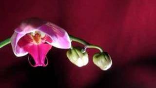 Orchid TIme Lapse 1 [upl. by Yema]