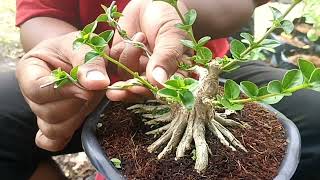 Tahapan perantingan bonsai sancang mame real bonsai bonsaisancang shorts tanaman rahapanbonsai [upl. by Katina]