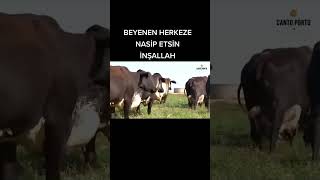 Tahmini kaç kilo süt verir [upl. by Coleen]