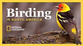 The National Geographic Guide to Birding in North America  Wondrium [upl. by Kiker]