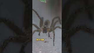 Você Sabia Que Essa Aranha Pode Comer Pássaros [upl. by Helprin692]