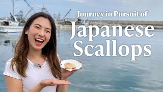 Journey in Pursuit of Japanese Scallops [upl. by Neelac]