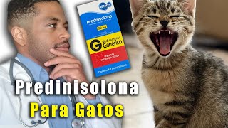 PREDNISOLONA para gatos dosagem INDICAÇOES E COLATERAIS [upl. by Pillsbury]