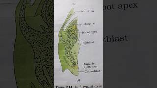 Embryo Of Monocot Or Dicot [upl. by Atsok]