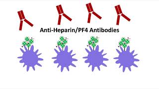 HeparinInduced Thrombocytopenia HIT Part 1 Basics [upl. by Delaney]