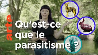 À quoi servent les parasites   42 la réponse à presque tout  ARTE [upl. by Anetsirhc]