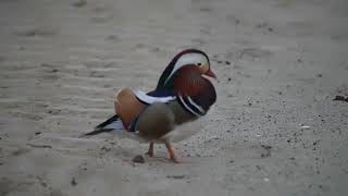 Mandarynka  Mandarin duck  Aix galericulata [upl. by Iny]