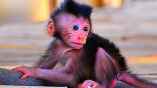 Nature Serenity Relaxing Harmony  Peaceful Baby Monkeys and Bird Songs [upl. by Beore]