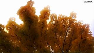 Natur und Wald Impressionen 8 Chillout Entspannung Meditation Musik Music [upl. by Phelan]