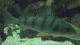 HD Redfin perch amp roach  Flussbarsch amp Rotauge  Allwetterzoo Münster 1730 [upl. by Saks]