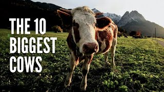 The 10 Biggest Cows in the World [upl. by Areehs]