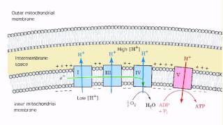 Coupling of ETS and ATP synthesis [upl. by Nur]