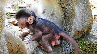 Oh My God Just born baby monkey can walk so well This newborn grow up very fast [upl. by Eedeed]