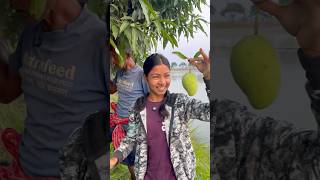 বন্ধুরা দেখো গাছে কতো আম হইসে❤️ viralvideo farming village youtubeshorts funny comedy [upl. by Artenak152]