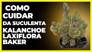 Como Cuidar da Suculenta Kalanchoe Laxiflora Baker canal plantas [upl. by Airbma]