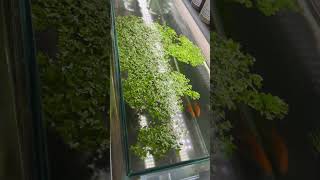 putting duckweed into home gold fish tank and they obviously love it fishtank asmr aquascape [upl. by Woolson]