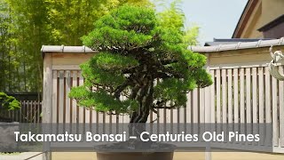 Takamatsu Bonsai [upl. by Zins]