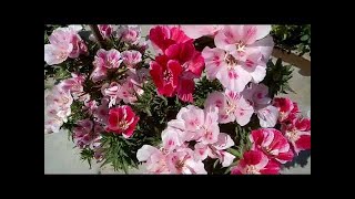 111  How to grow amp care Godetia Satin Flower from seeds Hindi Urdu [upl. by Koss127]