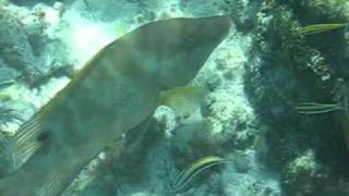 Hogfish Eats Sea Urchin [upl. by Yendirb]