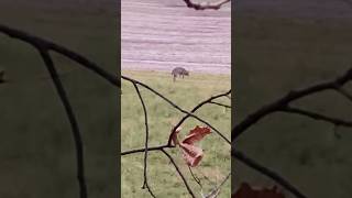 Wait To Track Your Deer If It Exhibits This Behavior shorts hunting deerhunting deer [upl. by Lyall]