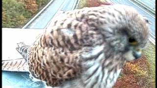 Captivating Footage Of Kestrel Caught On CCTV [upl. by Nimajneb]