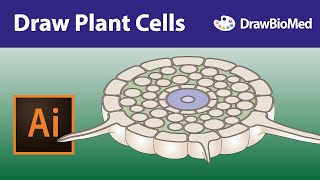 Draw Plant Cells  Graphical abstract  Illustrator for scientists [upl. by Raseac]