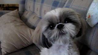 Molly Our Singing Shih Tzu [upl. by Tommie]