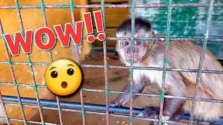 Cutest and Funniest Adorable Bibi Monkey Moments monkey animals grooming trending asmr viral [upl. by Fern]