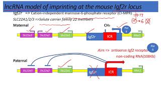 Long noncoding RNA lnc RNA model of Genomic Imprinting Hindi [upl. by Muhammad]