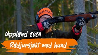 Rådjursjakt i Uppland  4K [upl. by Debra762]