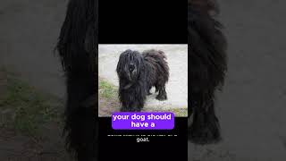 The Ultimate Guide to Grooming Your Petite Basset Griffon Vendeens Coat smalldogbreeds smalldog [upl. by Adnik]