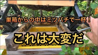 第3巣箱ミツバチが巣箱の中一杯でした。継箱2段実施で猛暑を乗り切るぞ。 [upl. by Oikim]