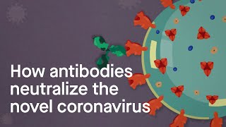 How antibodies neutralize the novel coronavirus Science Simplified [upl. by Seymour]