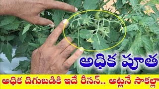 సేద్యము కొత్తేసీడ్ కొత్తే Bayers seminis company ashutosh seed first time cultivation [upl. by Damahom]