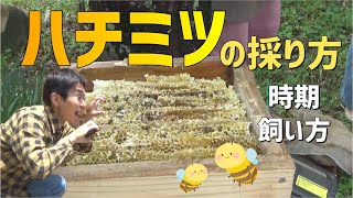 天然蜂蜜の採蜜方法Harvesting Honey Japanese honeybee [upl. by Otaner]