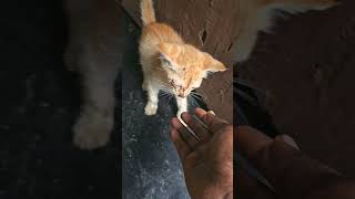 Pappi Appacha🫰💞catlover cat song music tamil travel anirudh [upl. by Beitnes]