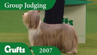 Bearded Collie wins Pastoral Group Judging at Crufts 2007 [upl. by Sloatman]