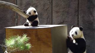 Video 013 Yun Zi Falls to the Box [upl. by Ewer]