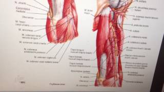 Лучевой нерв n radialis [upl. by Buyse]